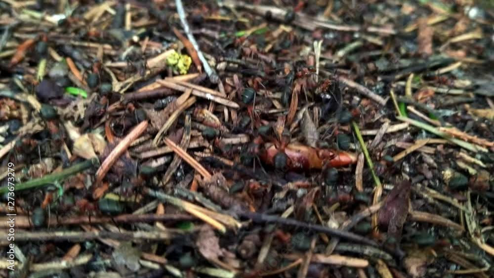 Deadly colony of red wood ants swarming over pine needles, close up shot Deadly colony of red wood ants swarming over pine needles, close up shot