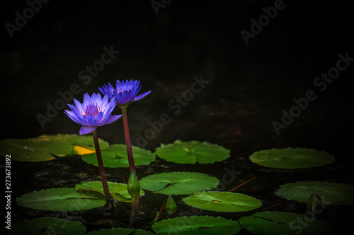 紫色の花を咲かせた睡蓮