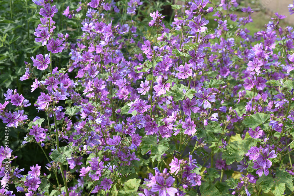 Malva sylvestris au printemps Malva sylvestris au printemps