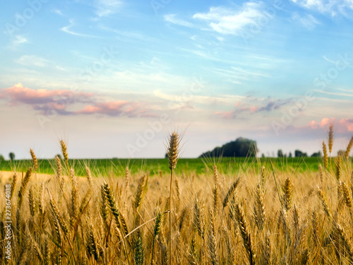 Agriculture Wheat crop field Rural landscape