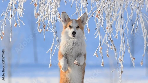 Cute dog in frozen park with bunny pose