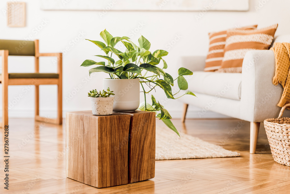 Close up of stylish brown wooden square with beautiful plants in