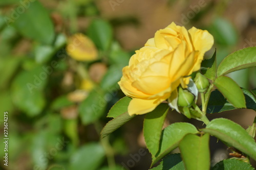 Thomasville rose garden 0241