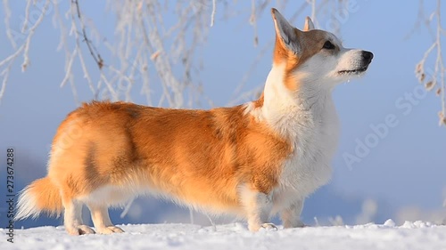 Welsh corgi Pembroke winter exterrior