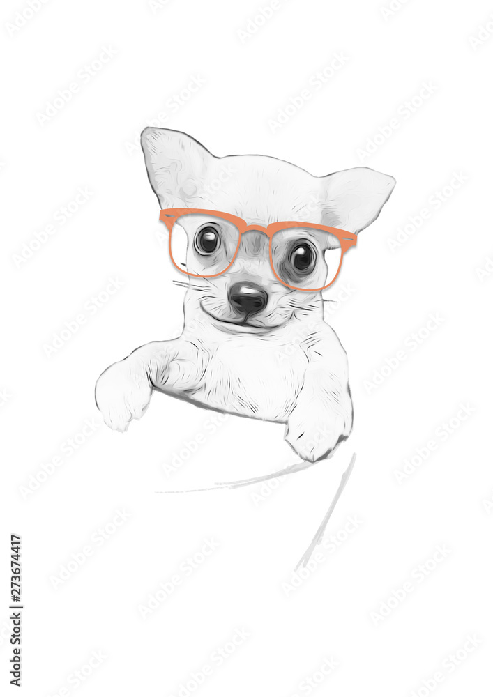 chihuahua with glasses on white background