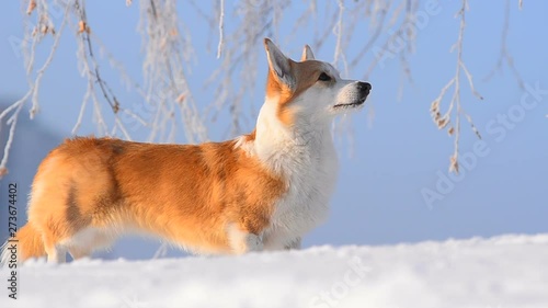 Welsh corgi Pembroke in sunny winter day