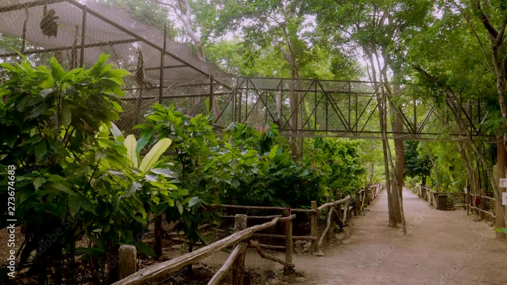 SPIDER MONKEYS IN A CAGE IN THE MIDDLE OF THE JUNGLE IN SOUTH MEXICO SPIDER MONKEYS IN A CAGE IN THE MIDDLE OF THE JUNGLE IN SOUTH MEXICO