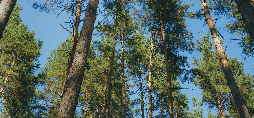 Fototapeta premium Waggling coniferous trees from below Low angle view of calmly shaking tall evergreen trees in tranquil woods