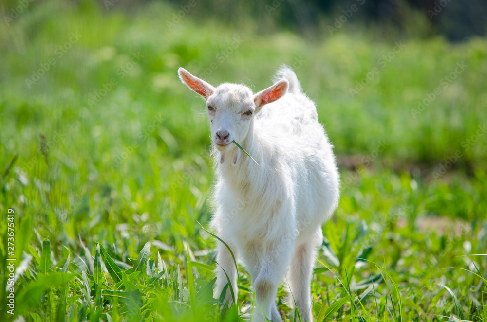 Obraz premium White young goat eating lush green grass on the lawn on a bright summer sunny day.