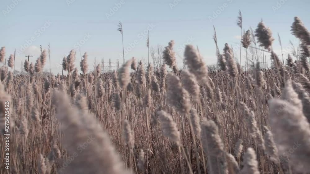 A closeup of a field of bulrushes (cattails) on a sunny day during the end of winter A closeup of a field of bulrushes (cattails) on a sunny day during the end of winter