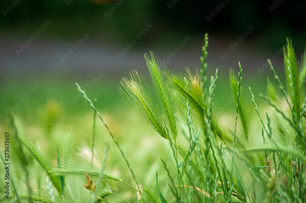 stalks of wall barley (hordeum murium) on a meadow
