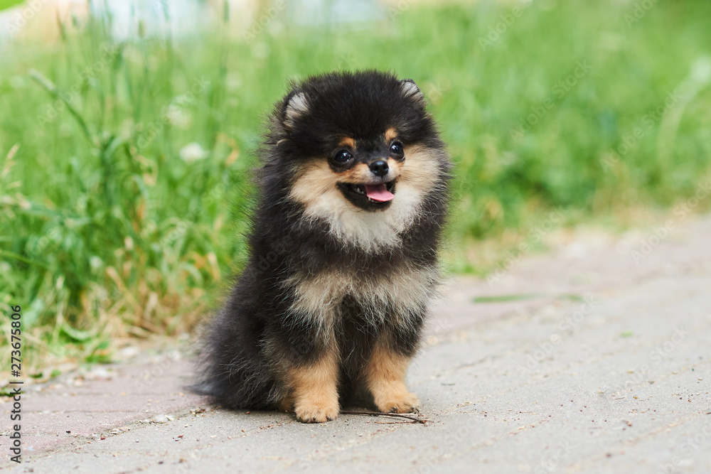 Dark cute puppy Spitz on the street. Dark cute puppy Spitz on the street.