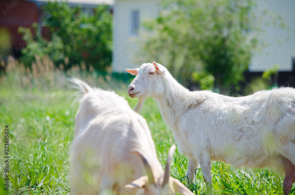 Two young goats are walking around the village on a bright summer sunny day. Two young goats are walking around the village on a bright summer sunny day.