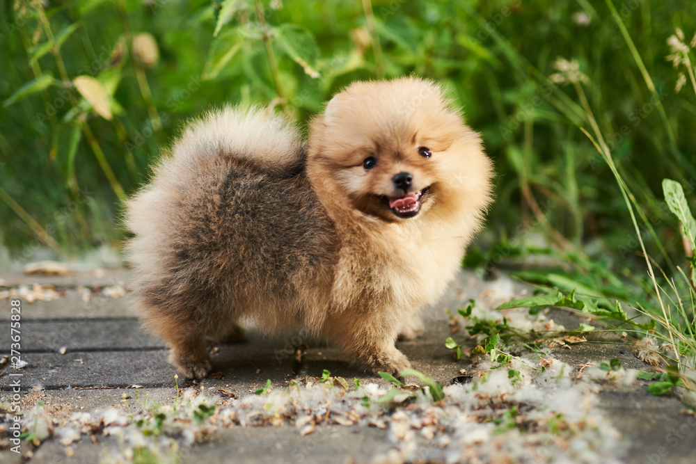 Obraz premium Cute puppy cream Pomeranian on the street. 