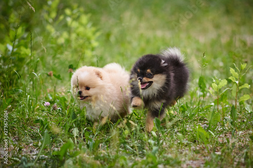 Fototapeta Naklejka Na Ścianę i Meble -  Pomeranian puppies playing in the street