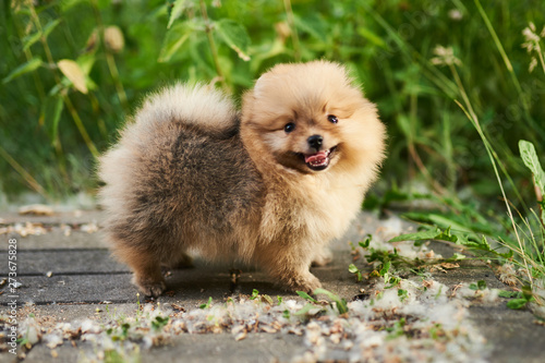 Cute puppy cream Pomeranian on the street. 