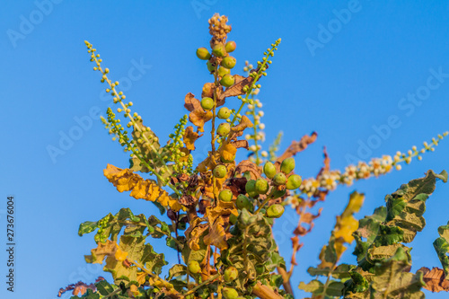 Detail of frankincense tree (Boswellia sacra) near Salalah, Oman photo