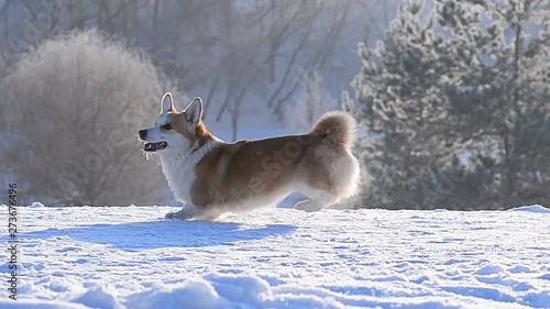Cute welsh corgi dog shows dance on a snow
