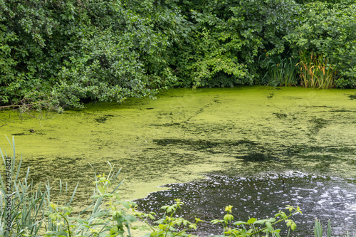 green pond with green vegetation