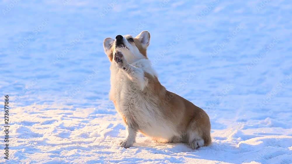 Funny welsh corgi is waving, winter day Funny welsh corgi is waving, winter day
