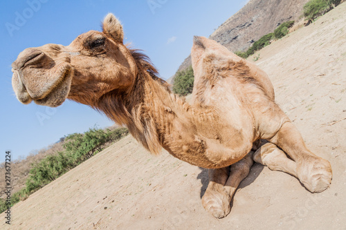 Camel in Wadi Dharbat near Salalah, Oman © Matyas Rehak