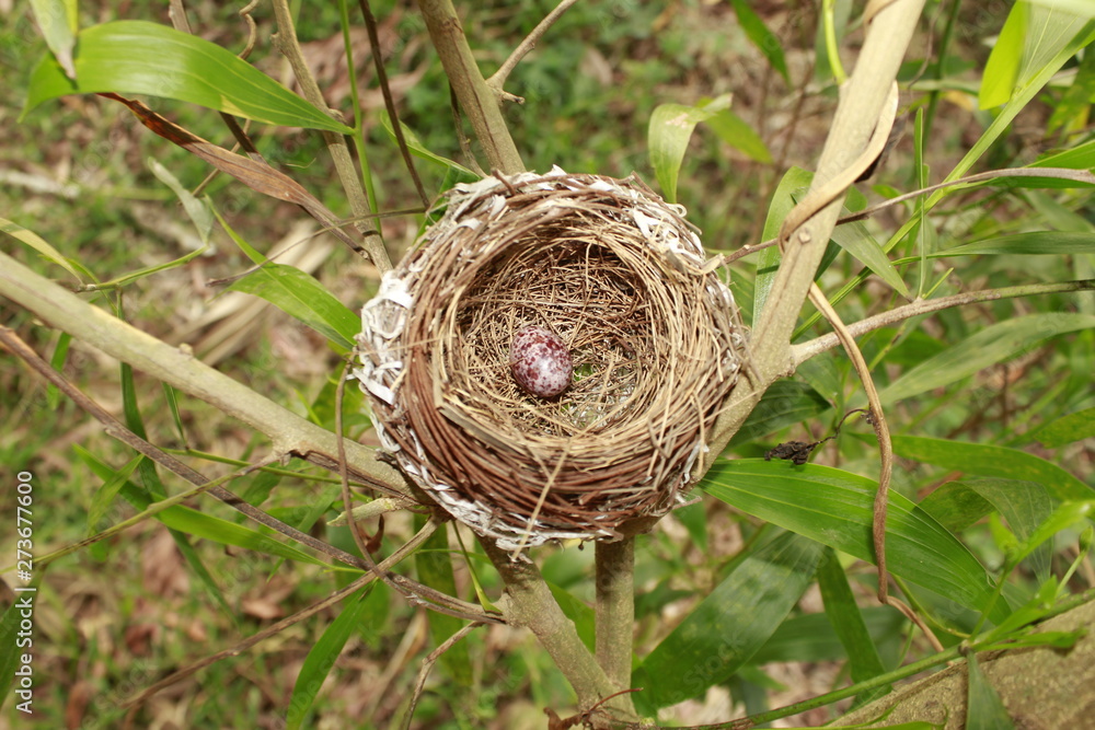 Bird nest Bird nest