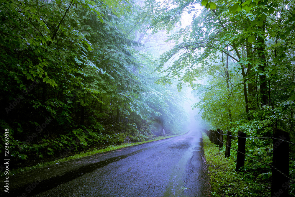 Fototapeta premium Foggy Forest Road