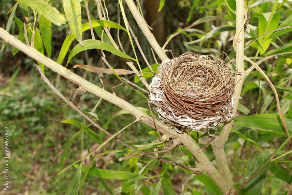 Bird nest Bird nest