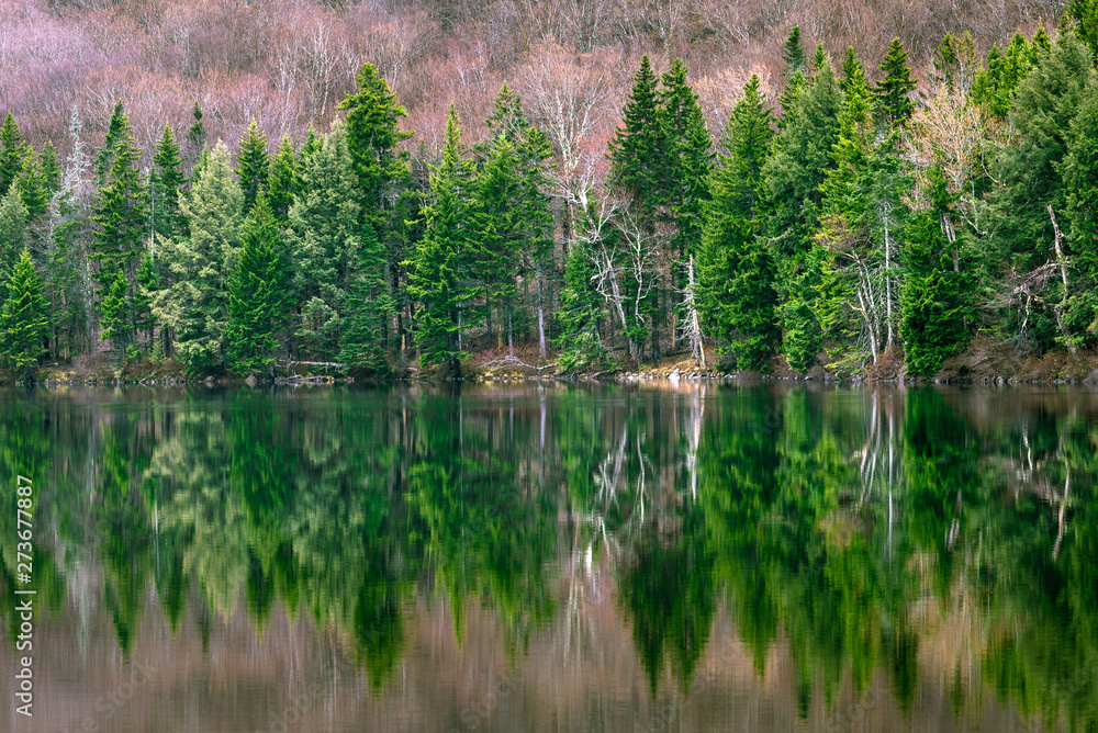Obraz premium Forest Reflection