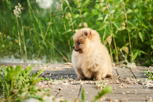 Fototapeta Naklejka Na Ścianę i Meble -  Cute puppy cream Pomeranian on the street. 
