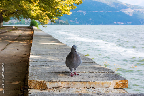 Pigeon near the lake of Ioannina on stone floor, Greece