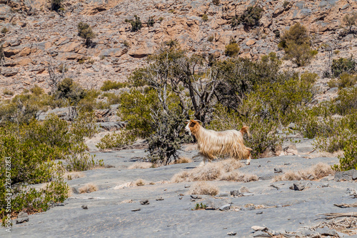 Arabian tahr (Arabitragus jayakari) in Hajar Mountains, Oman photo