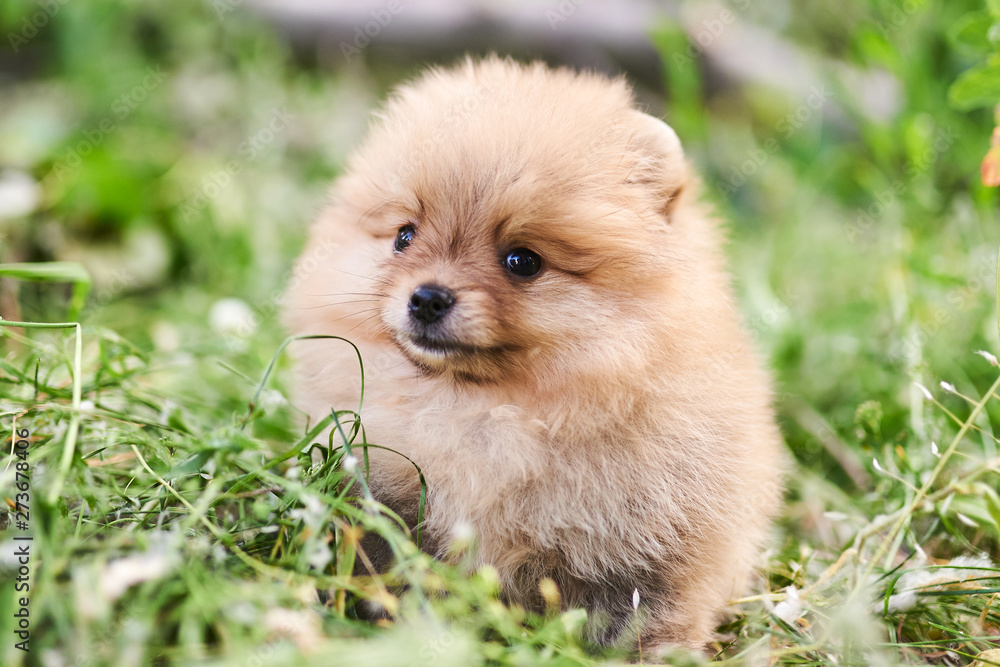 Cute puppy cream Pomeranian on the street. Cute puppy cream Pomeranian on the street.