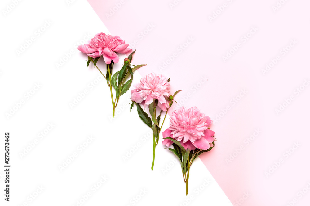 Obraz premium Bright pink peonies in the center of the composition on a white and pink background