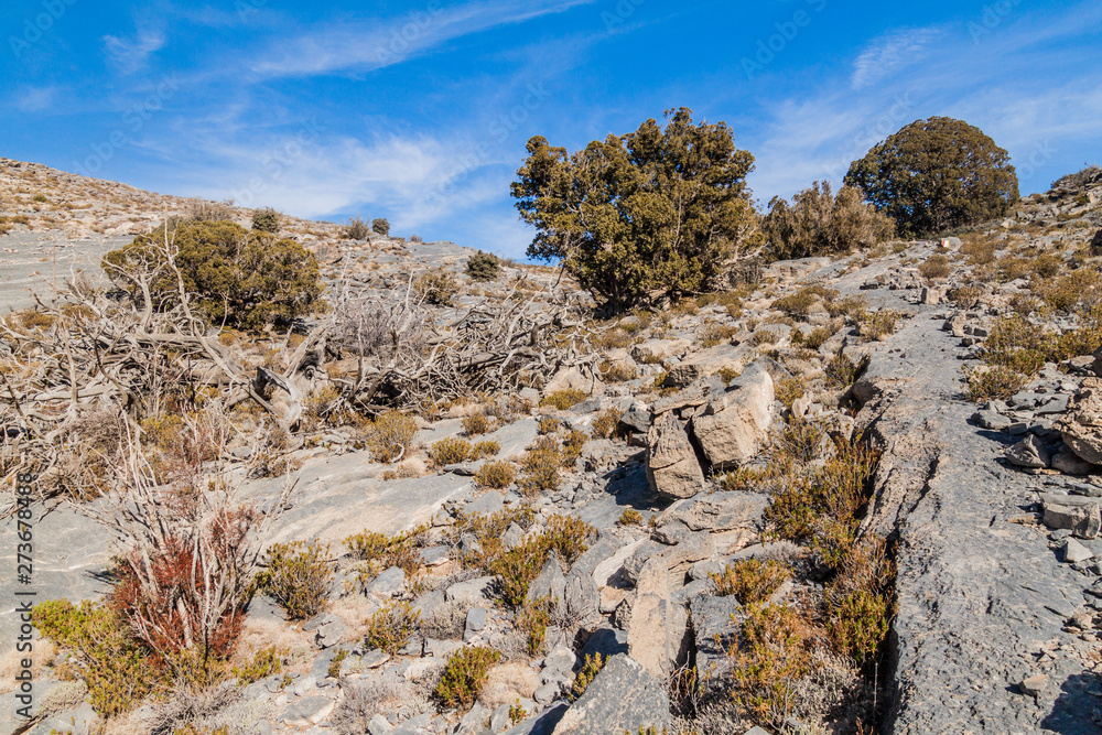 Landscape of Hajar Mountains near Jebel Shams, the tallest mountain of Oman Landscape of Hajar Mountains near Jebel Shams, the tallest mountain of Oman
