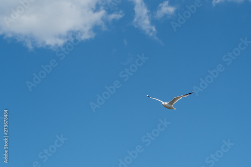 seagull flying in front of the blue sky