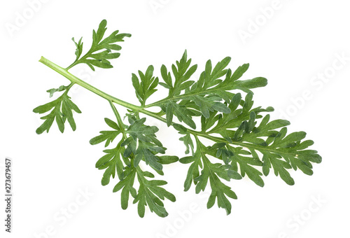 Sprig of medicinal wormwood on a white background. Sagebrush sprig. Artemisia, mugwort.