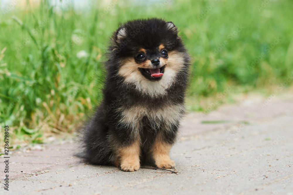 Dark cute puppy Spitz on the street. Dark cute puppy Spitz on the street.