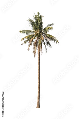 Coconut Tree isolated on a white background