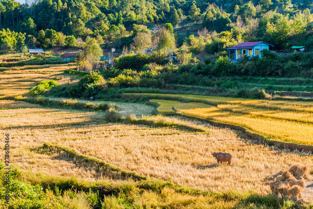 Rurl landscape near Kalaw town, Myanmar
