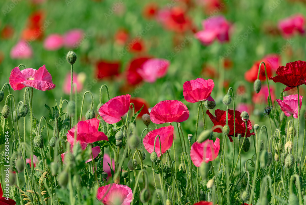 Red and pink flower of corn poppy, Papaver rhoeas Red and pink flower of corn poppy, Papaver rhoeas