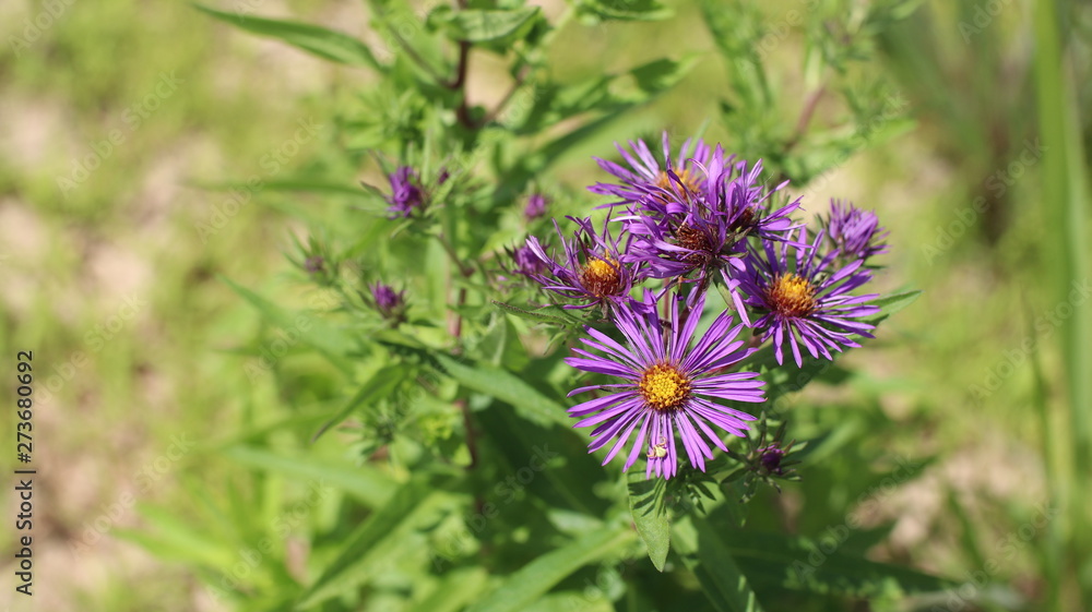 Midwest Wildflower Prairie: New England Aster Midwest Wildflower Prairie: New England Aster