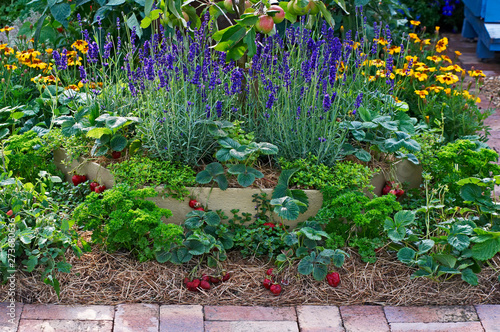 Fototapeta Naklejka Na Ścianę i Meble -  Strawberries, lavender and apples in a fruit and vegetable garden