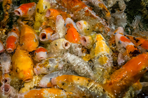 predatory fish, carp koi in the Adler aquarium