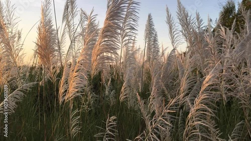 Wild grass on highway side , South India