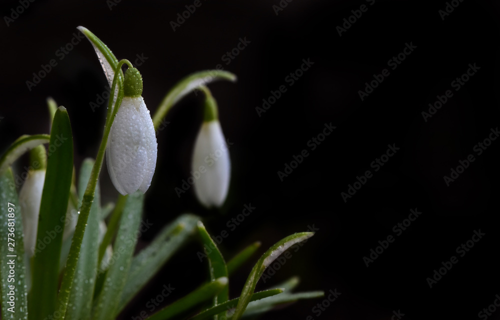 Obraz premium Image of tender buds of spring snowdrops on a contrasting black background