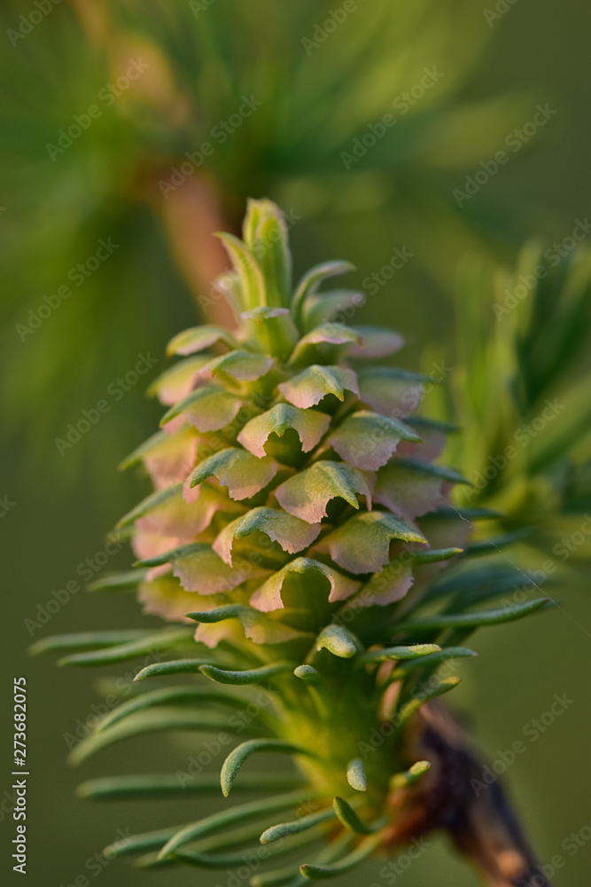 Spring young lump of evergreen larch with pink scales Spring young lump of evergreen larch with pink scales