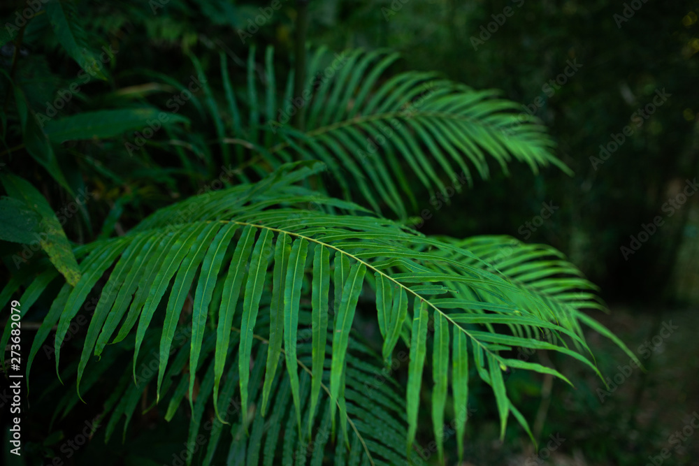 tropical leaves background palm nature green tropical leaves background palm nature green