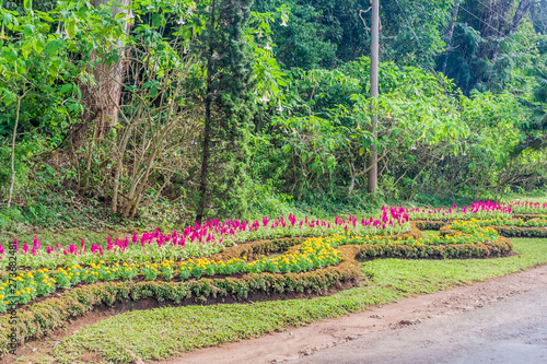 Flowers in National Kandawgyi Botanical gardens in Pyin Oo Lwin, Myanmar photo