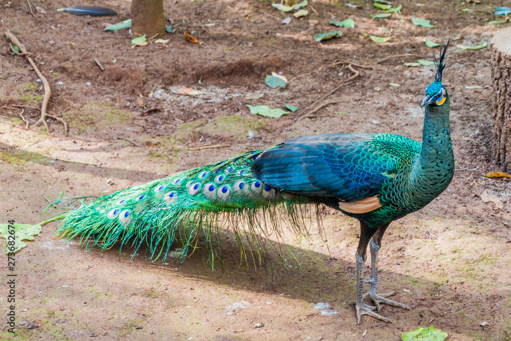Obraz premium Peacock in National Kandawgyi Botanical gardens in Pyin Oo Lwin, Myanmar